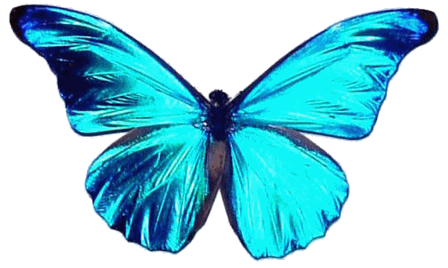 Schmetterling