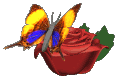 Schmetterling bilder