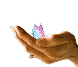 Schmetterling bilder