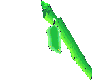 Schmetterling bilder