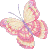 Schmetterling bilder