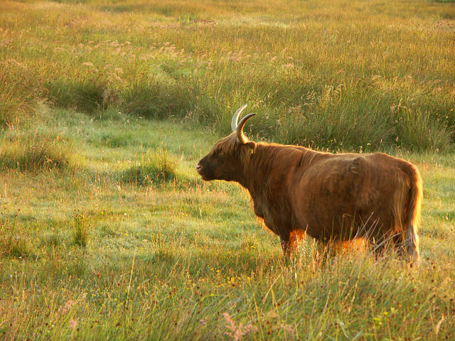 Schottisches hochlandrind