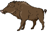 Schwein bilder