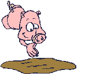 Schwein bilder