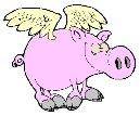 Schwein bilder