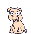 Schwein bilder