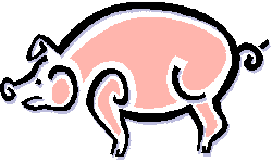 Schwein bilder