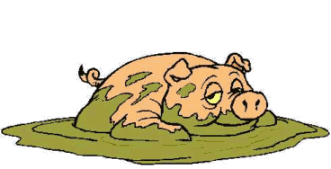 Schwein bilder