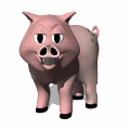 Schwein bilder
