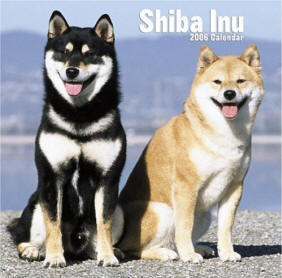 Shibas bilder