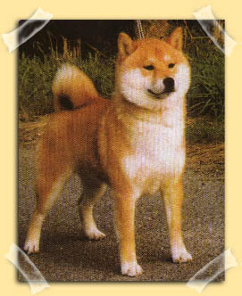 Shibas bilder