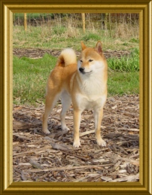 Shibas bilder