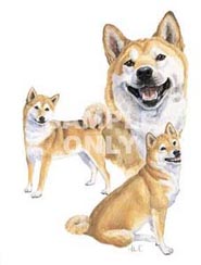 Shibas