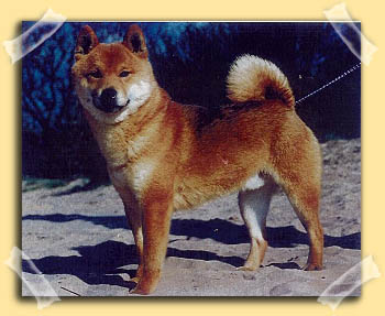 Shibas bilder