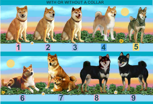 Shibas bilder