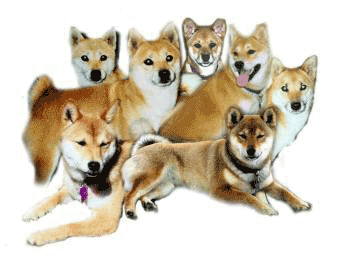 Shibas