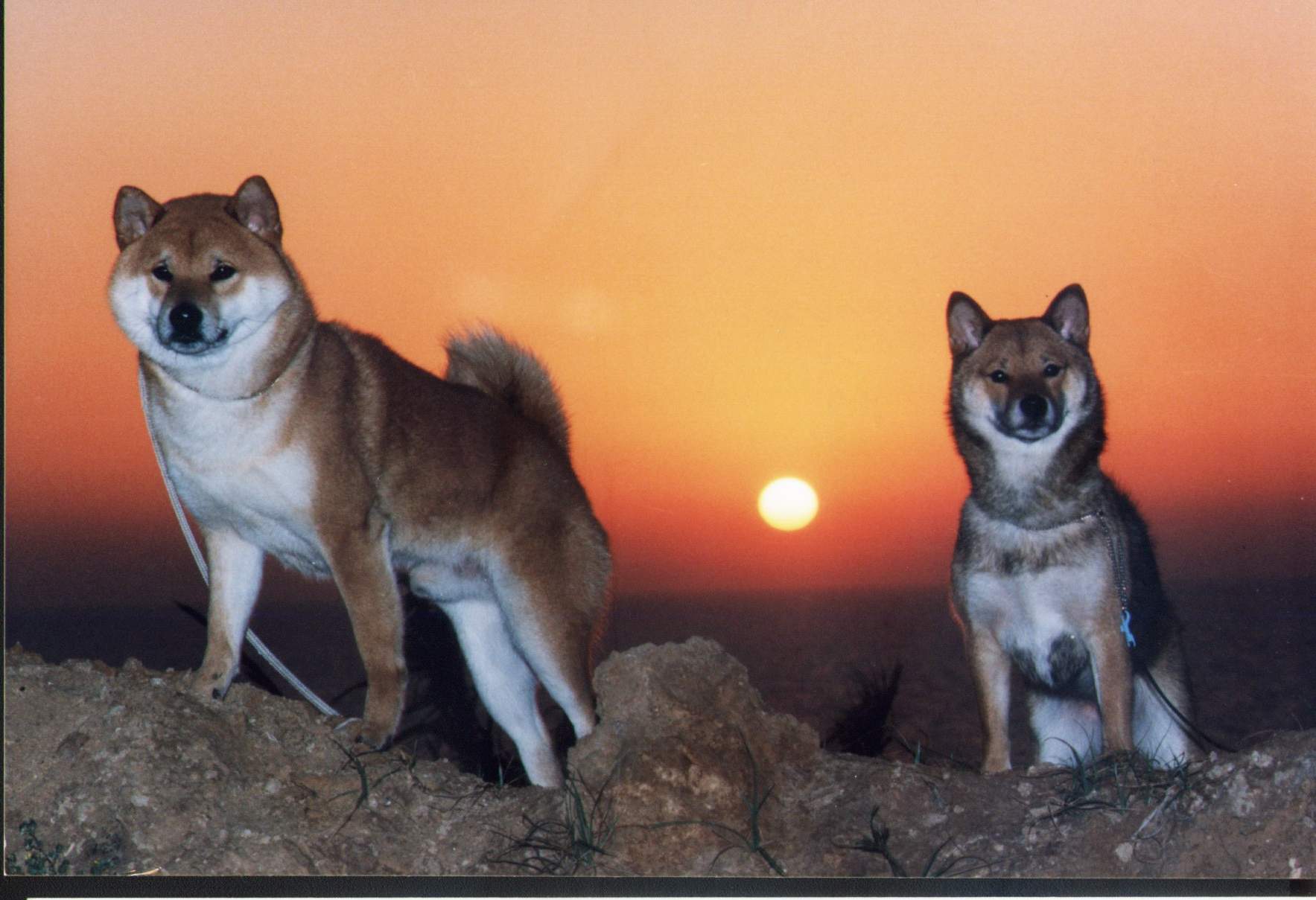 Shibas