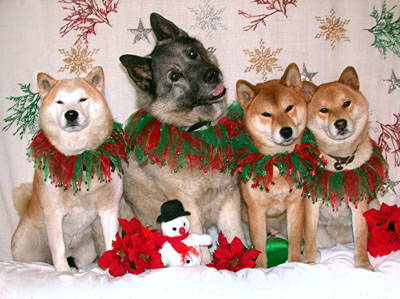 Shibas