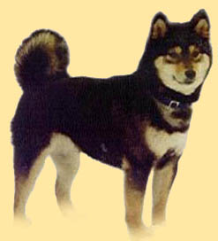 Shibas bilder