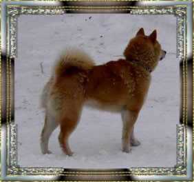 Shibas bilder