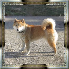 Shibas bilder