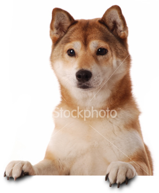 Shibas bilder