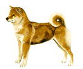 Shibas