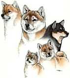 Shibas bilder