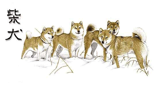 Shibas