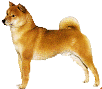 Shibas bilder