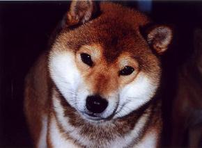 Shibas bilder