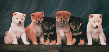 Shibas bilder