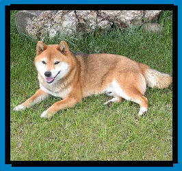 Shibas bilder