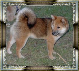 Shibas bilder