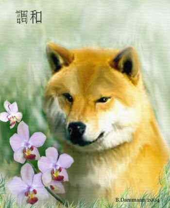 Shibas bilder