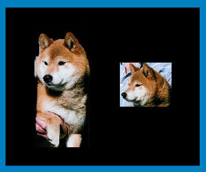 Shibas bilder