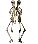 Skelette bilder
