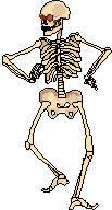 Skelette bilder