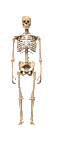 Skelette