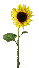 Sonnenblume