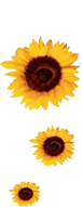 Sonnenblume bilder