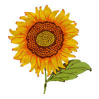 Sonnenblume