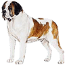 St bernhardshund