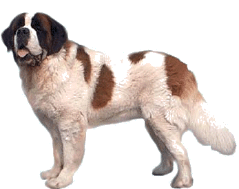 St bernhardshund bilder