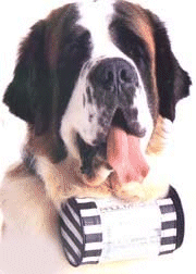 St bernhardshund bilder