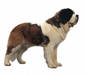 St bernhardshund bilder