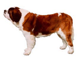 St bernhardshund bilder