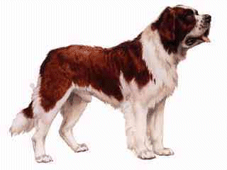 St bernhardshund bilder