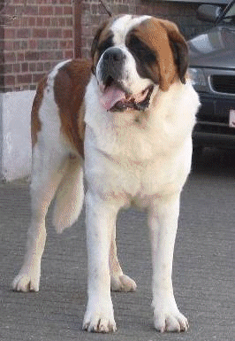 St bernhardshund bilder