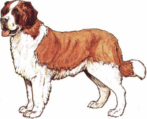 St bernhardshund bilder